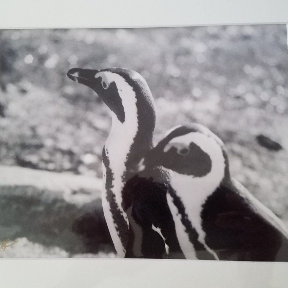Safari photo penguins